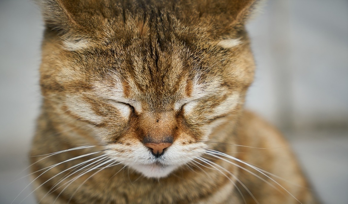 elektronisk Tolk enhed Kattens analkirtler: Registrering og behandling af betændelse