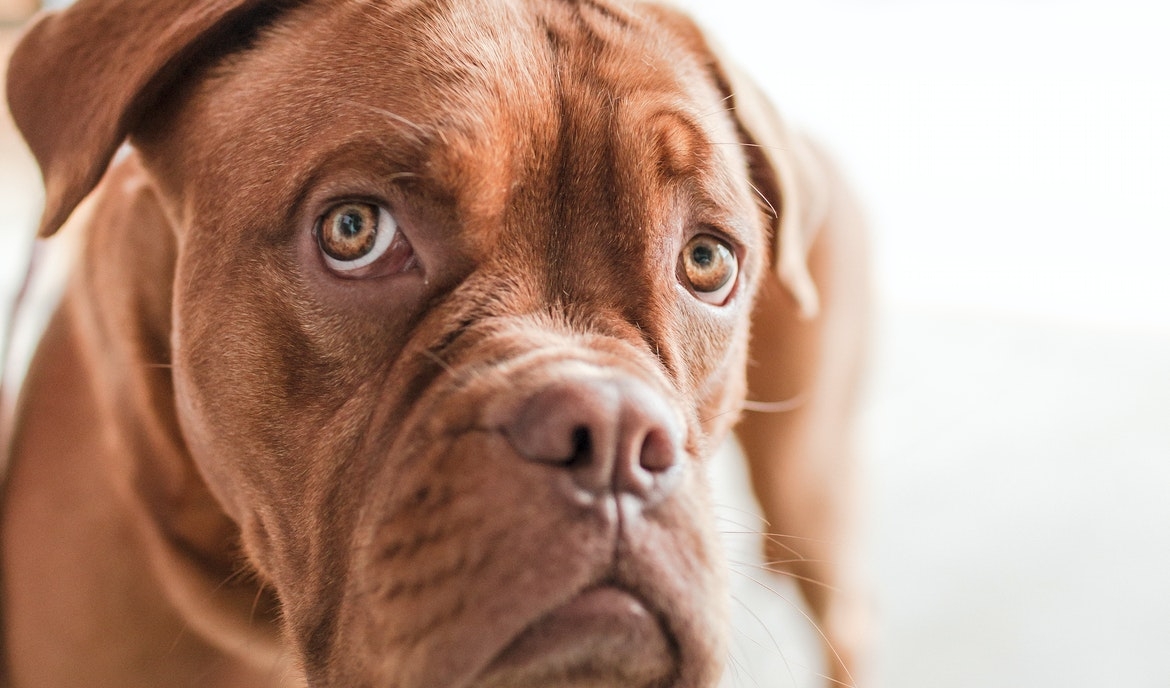 i afføring hos hunde: Årsager og behandling