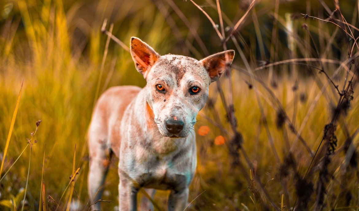 suge smugling Vejnavn Hudsvamp hos hunde: årsager, symptomer og behandling