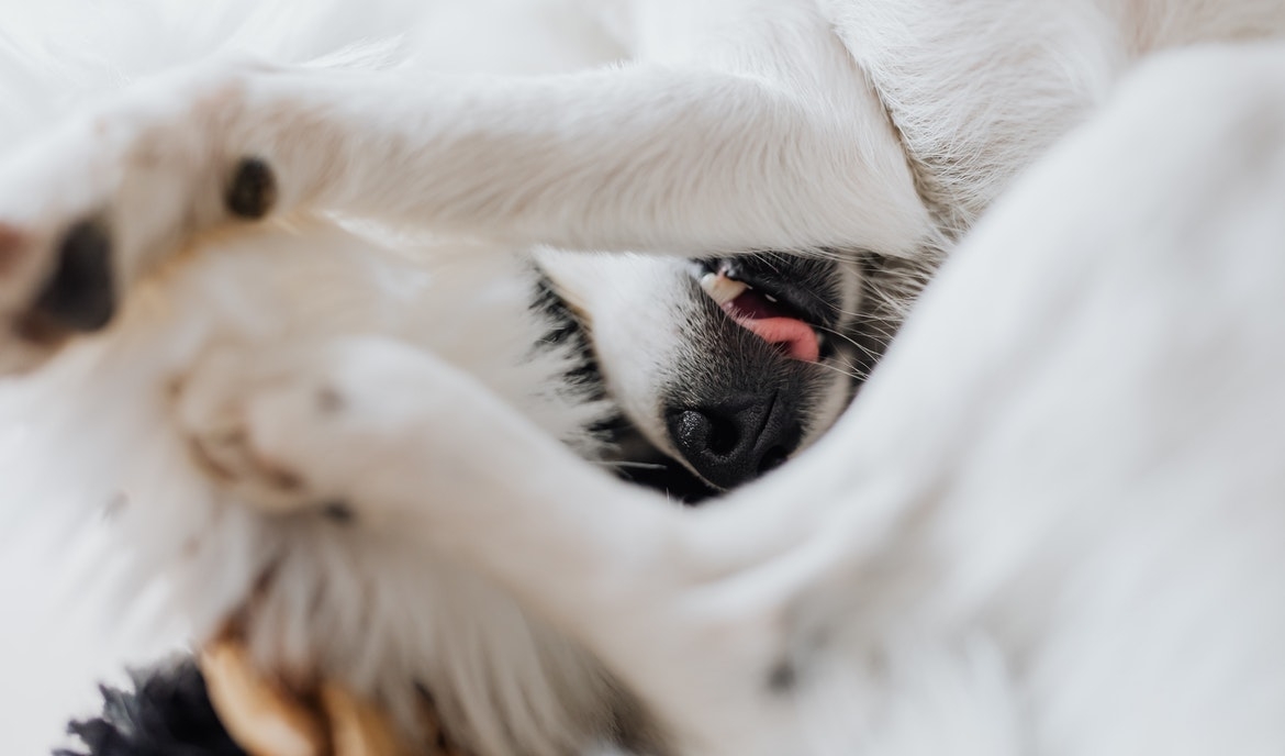 Hoste kvælning hos hunde: Mulige årsager og tip