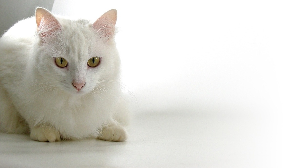 Tøm skraldespanden Regulering Aflede Kastrering hos katte: Det skal du vide som katteejer