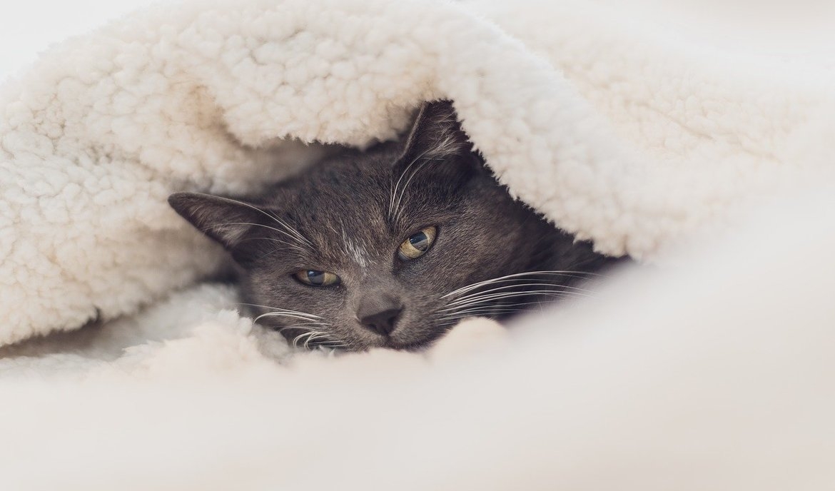 Beroligende middel følelse Foran Din kat har fået en forkølelse? Vi viser, hvad der hjælper!