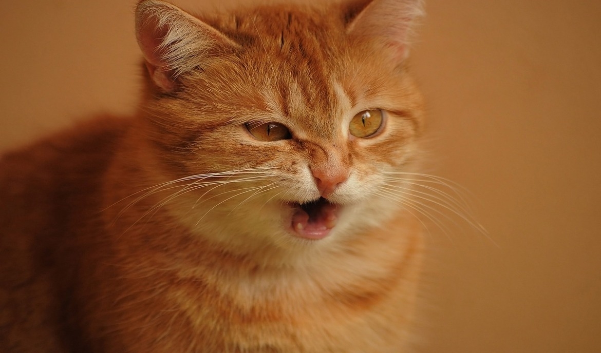 marxisme Overholdelse af Samarbejdsvillig Katten nyser: Det kan være på grund af det