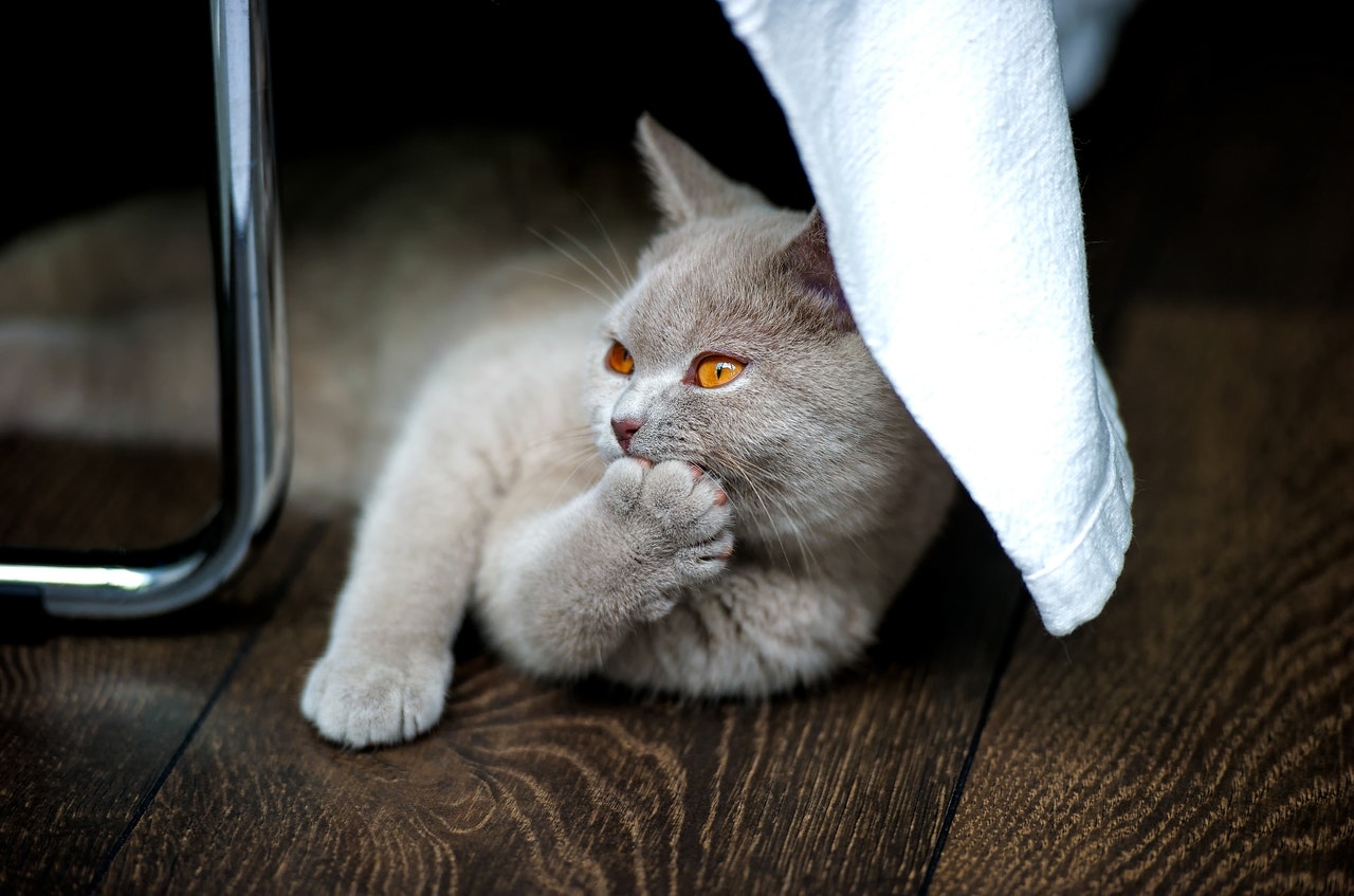 Agent stum Krympe Katten bider: årsager og tips